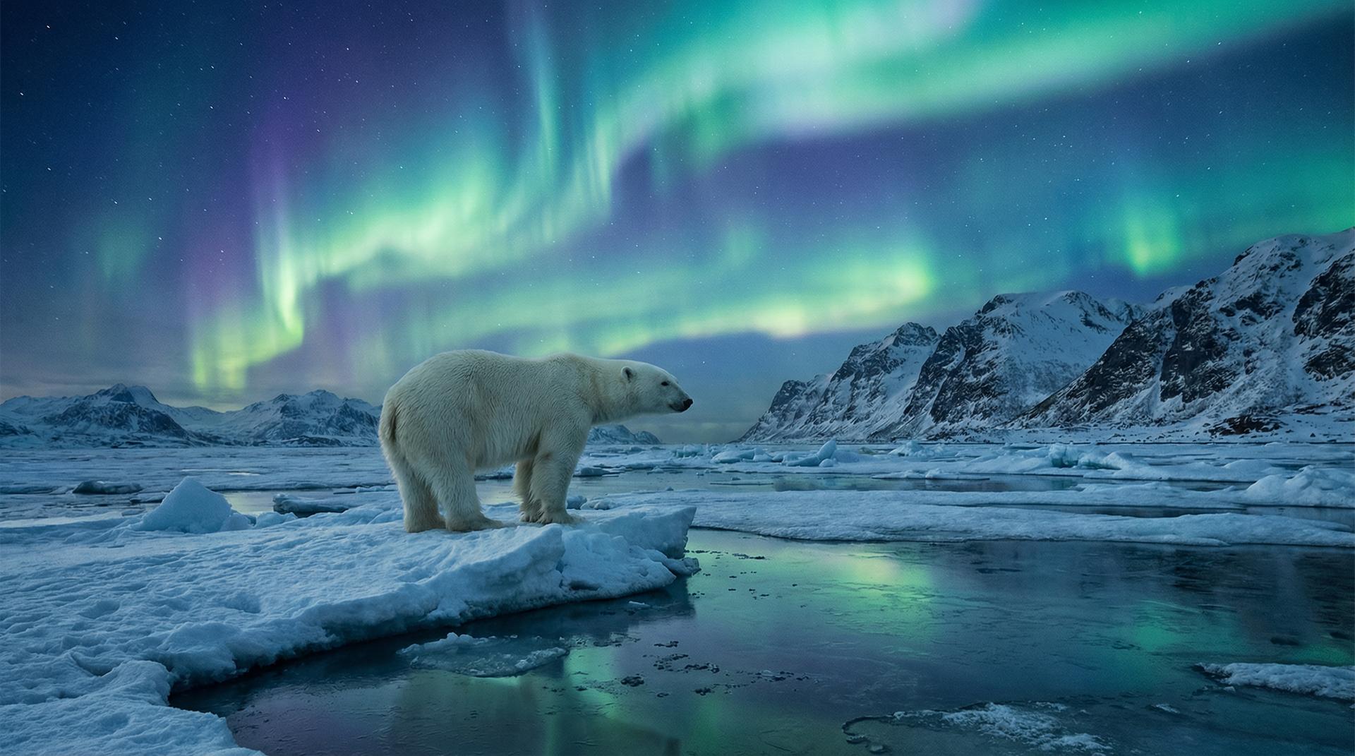 蜜芽北极熊视频